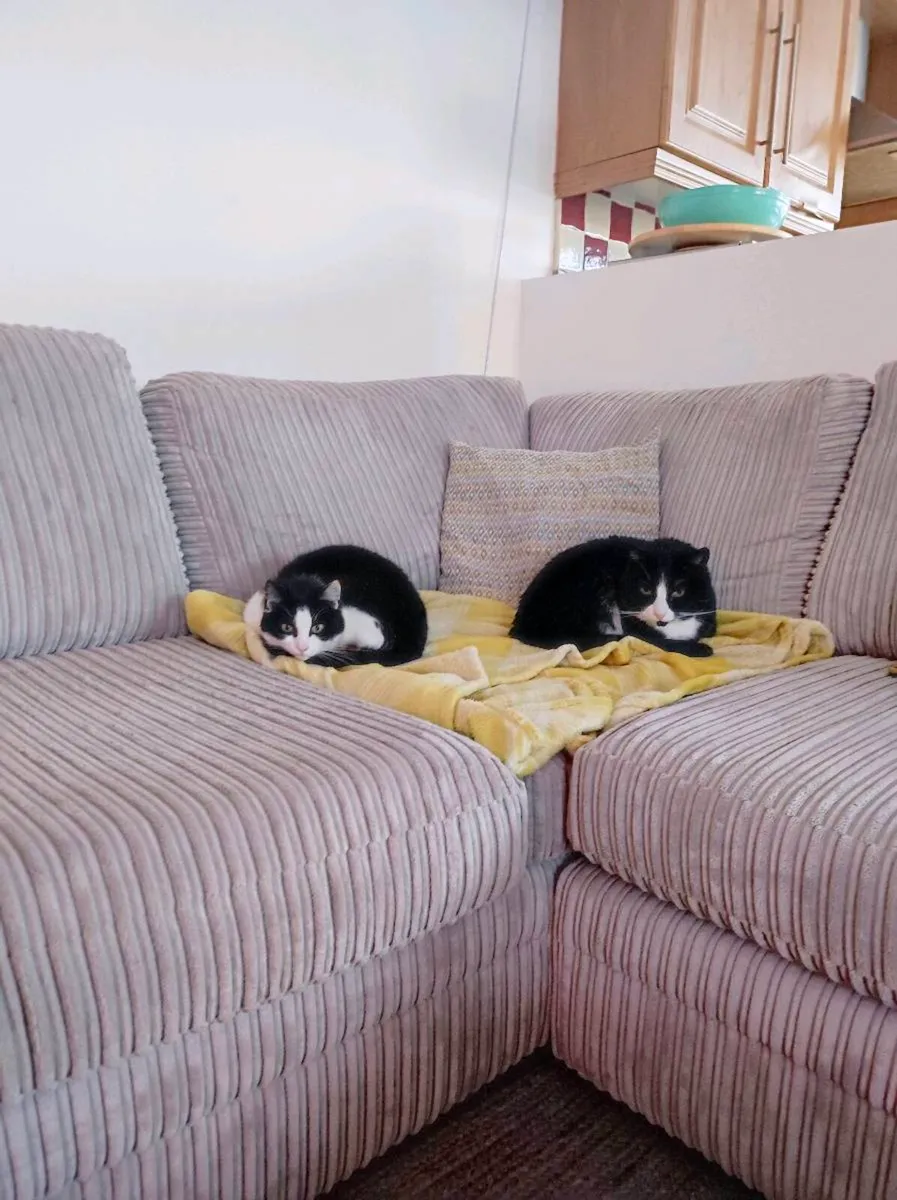 Mature Tuxedo Cats - Image 1