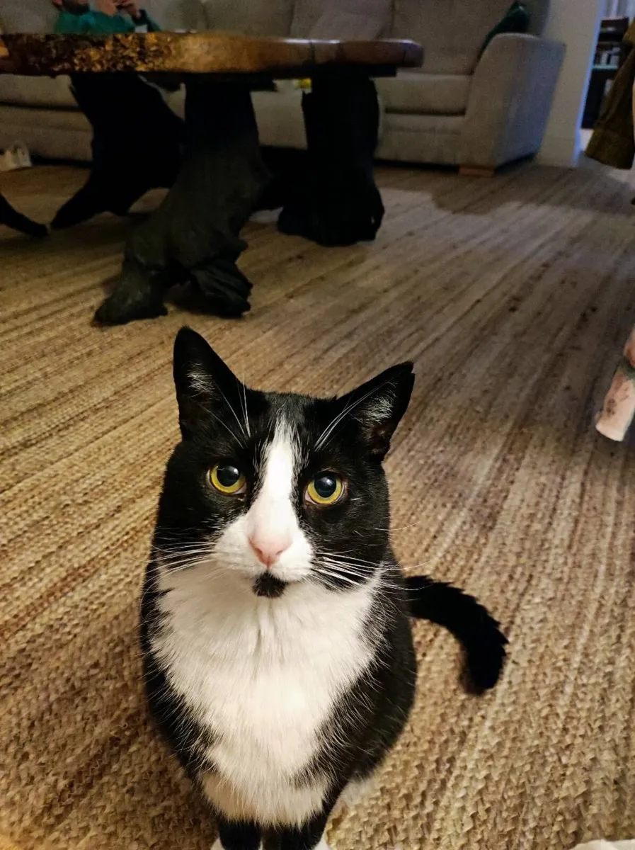 Mature Tuxedo Cats - Image 2