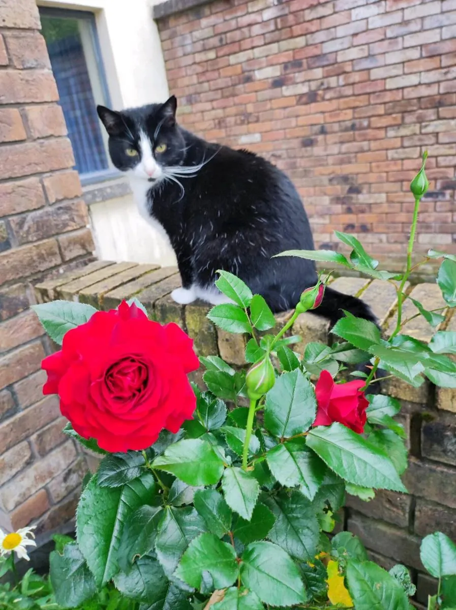 Mature Tuxedo Cats - Image 4