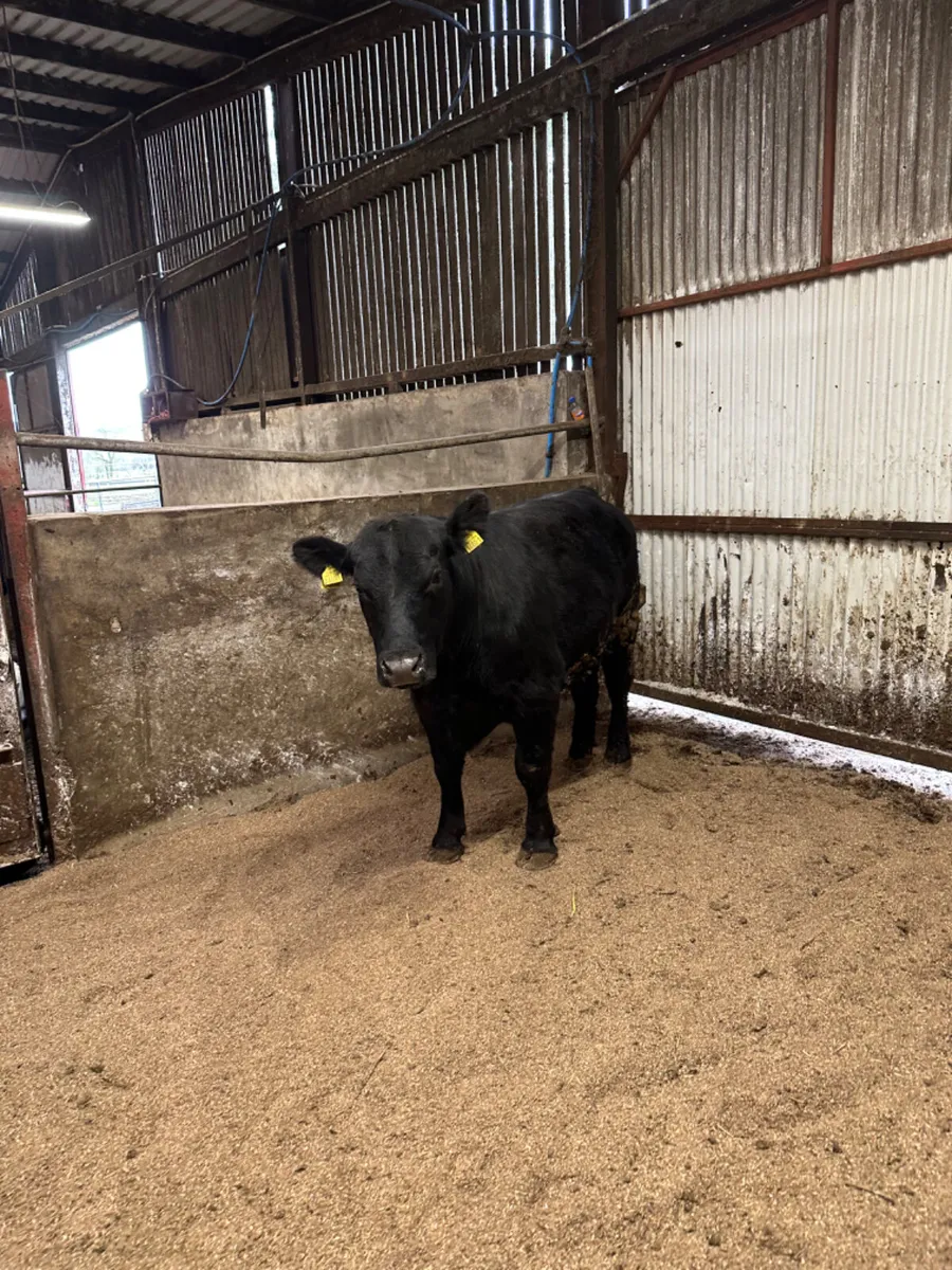 Pedigree Angus bull - Image 3