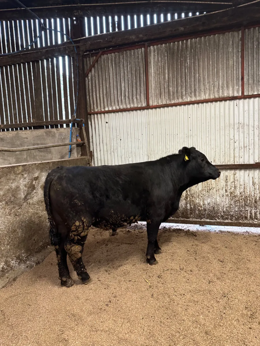 Pedigree Angus bull - Image 1