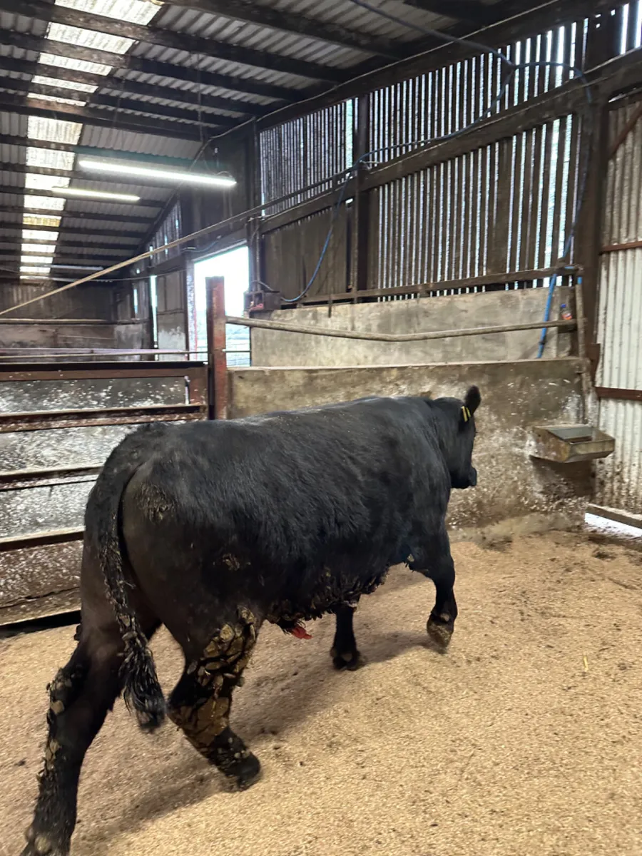 Pedigree Angus bull - Image 2