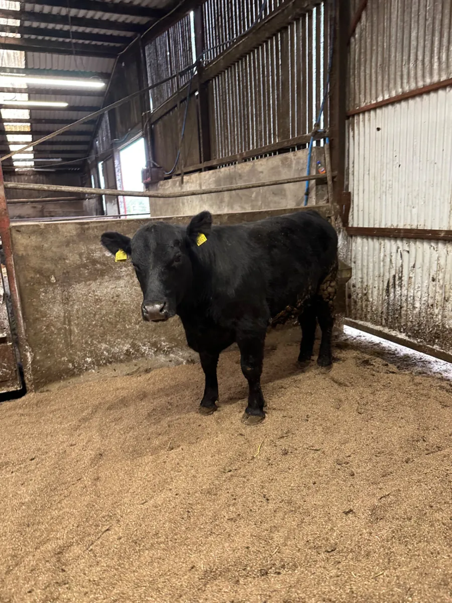 Pedigree Angus bull - Image 4