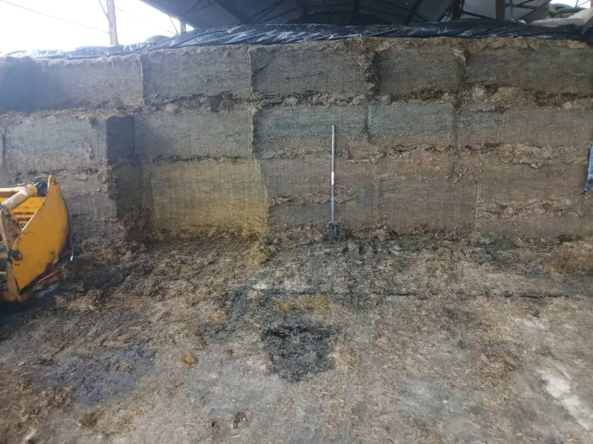 Pit silage - Image 2