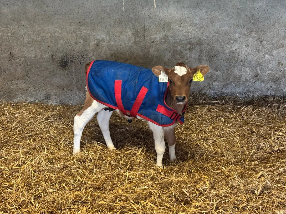 FRX/JEX  heifer calves - Image 2
