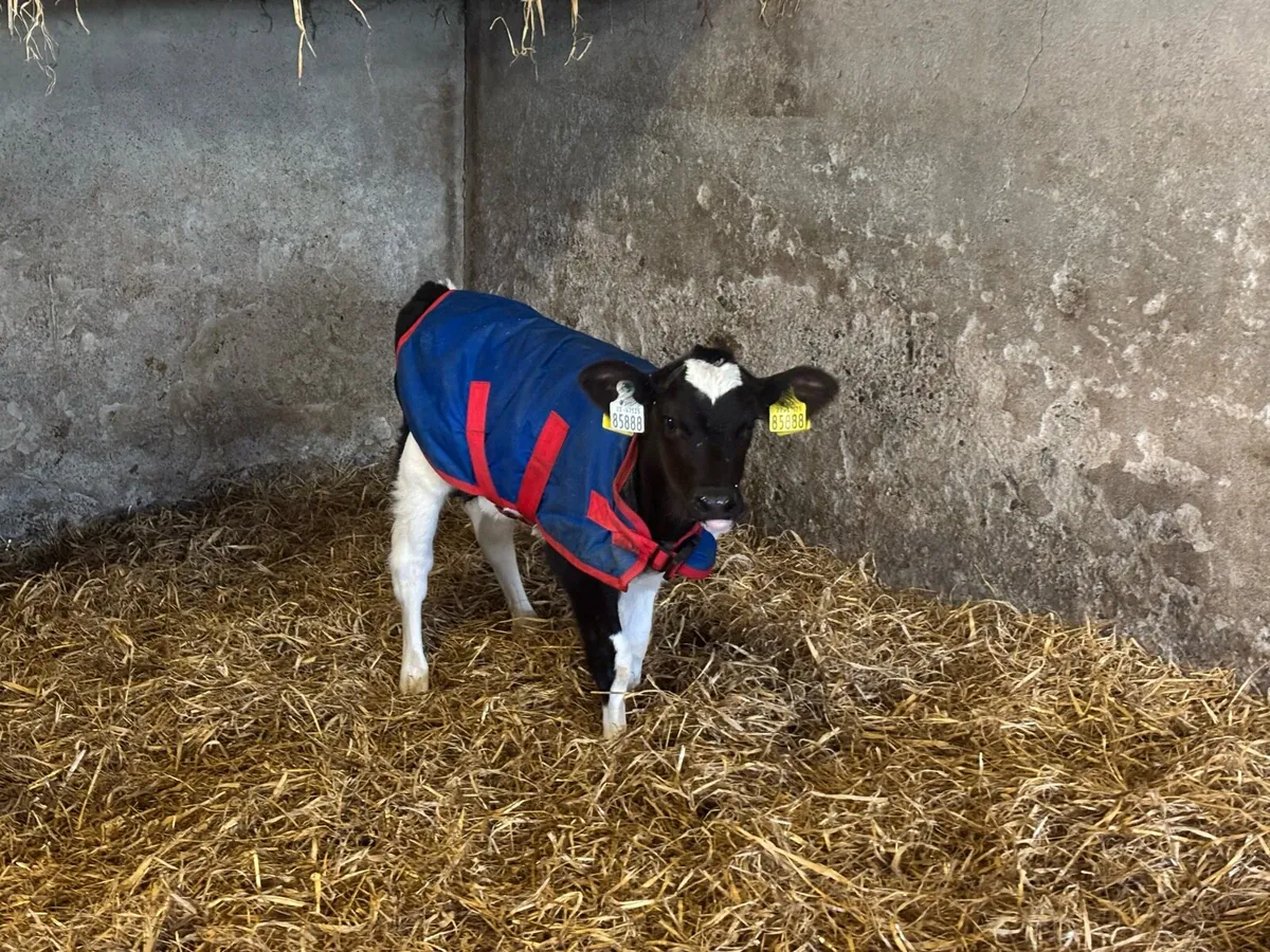 FRX/JEX  heifer calves - Image 3