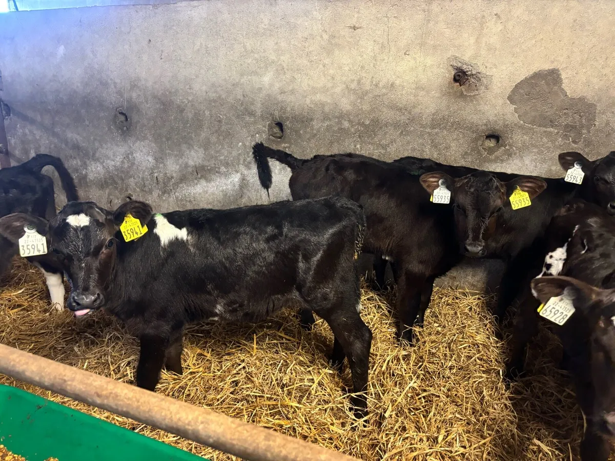 FRX/JEX  heifer calves - Image 1