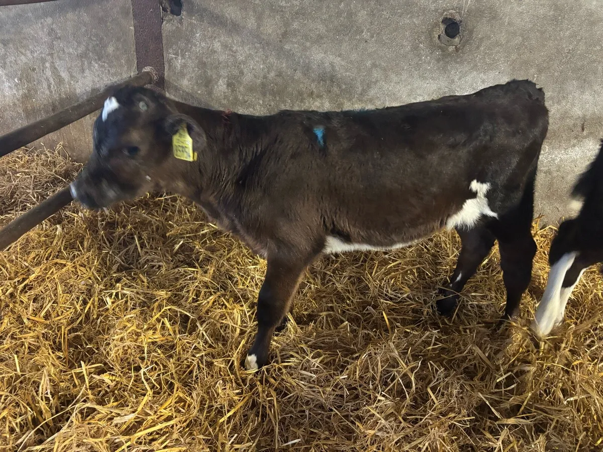 FRX/JEX  heifer calves - Image 4