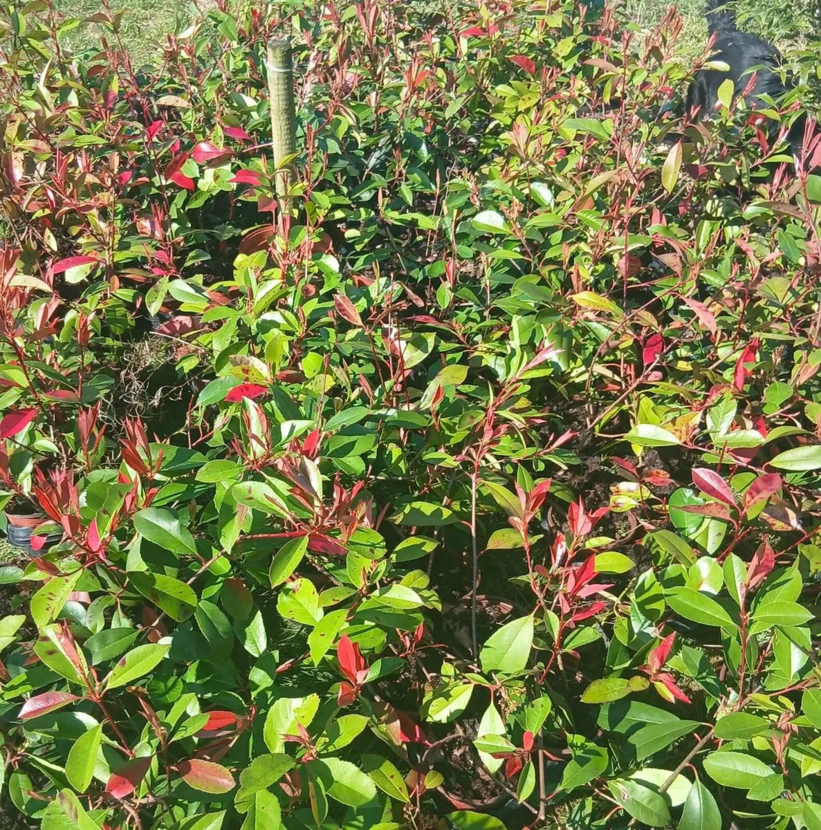 Photina Red Robin 2ft tall €3.50 each - Image 1