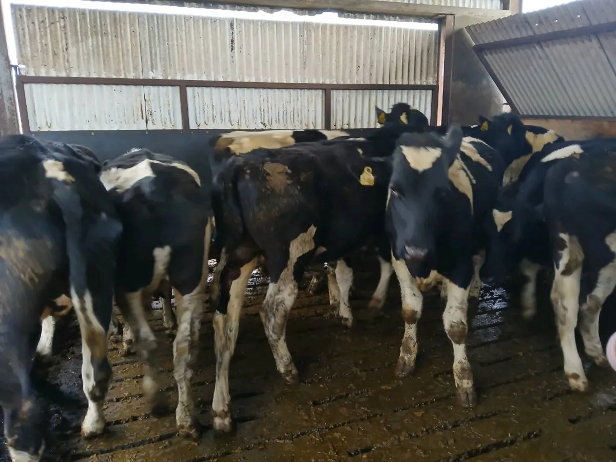 17 fr yearling bullocks homebred - Image 2