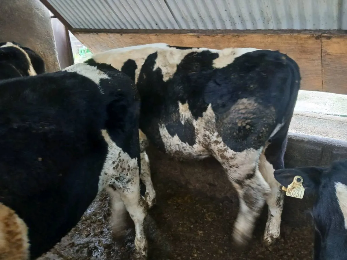 17 fr yearling bullocks homebred - Image 4