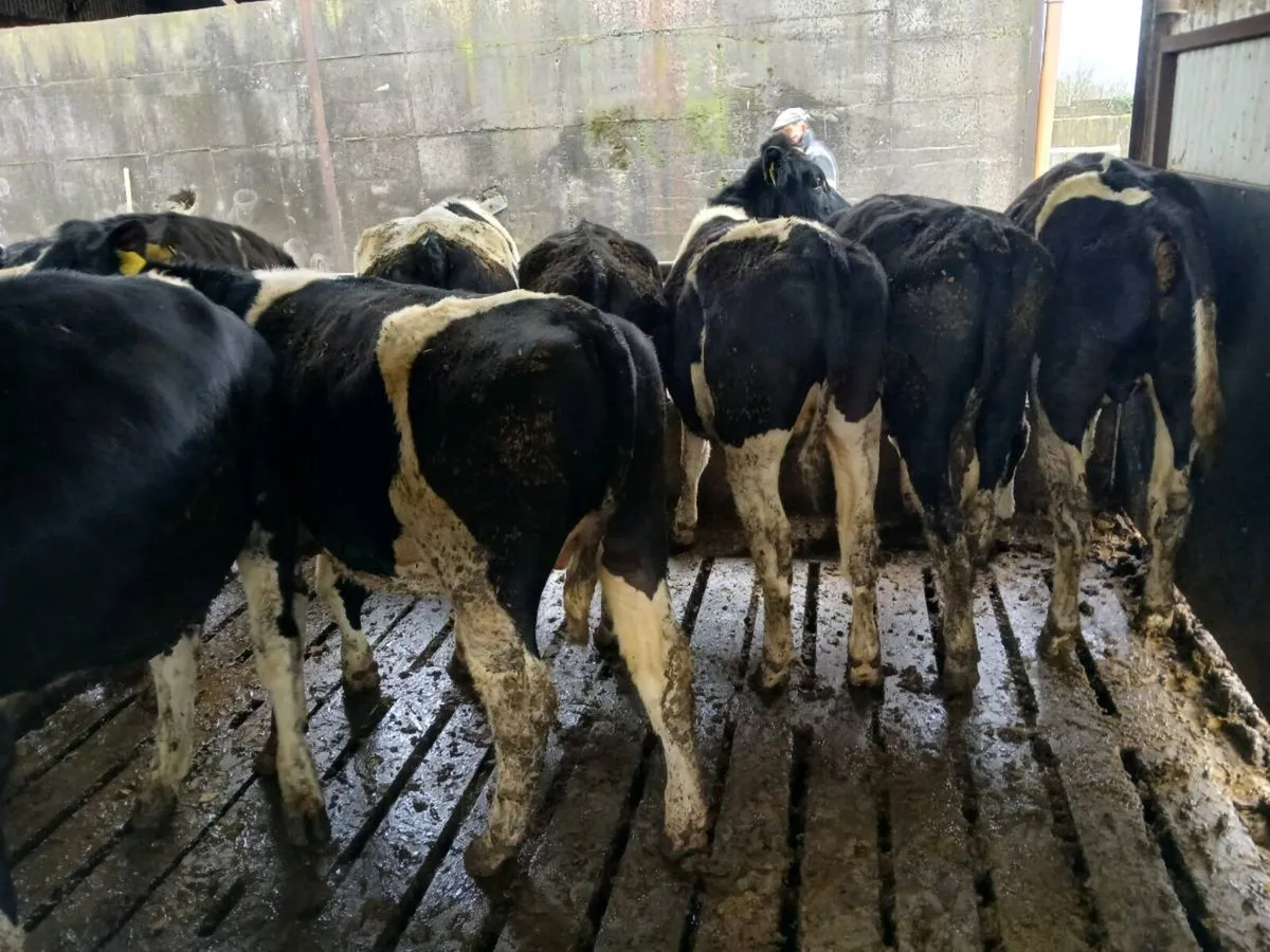 10 aa 17 fr bullocks homebred - Image 1