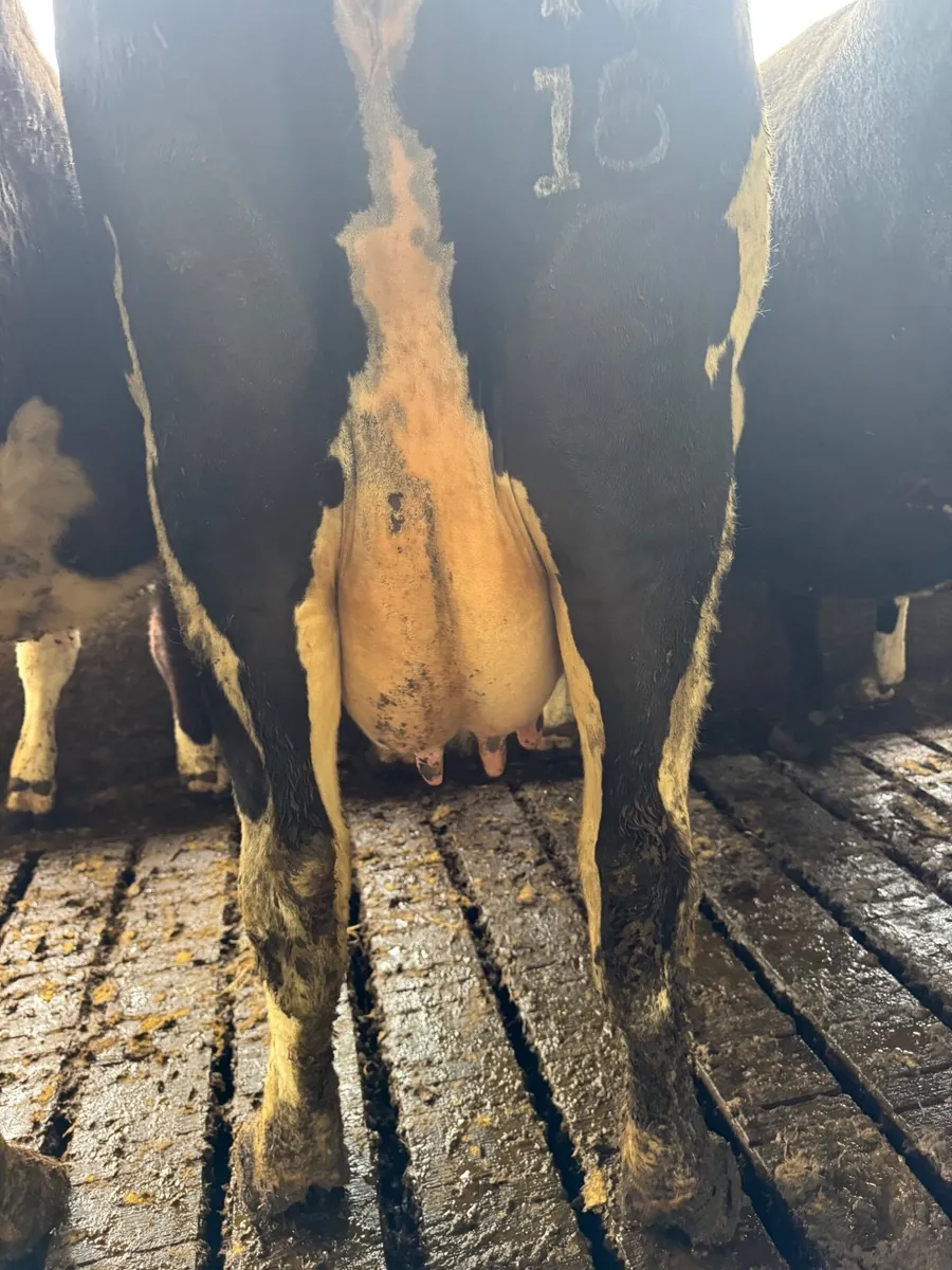 In calf Dairy cows - Image 3