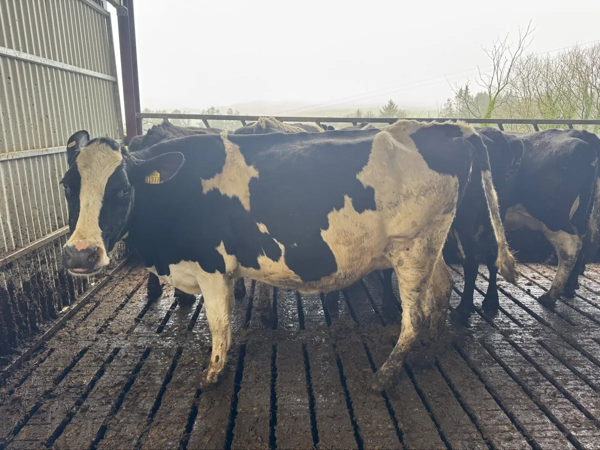 In calf Dairy cows - Image 4