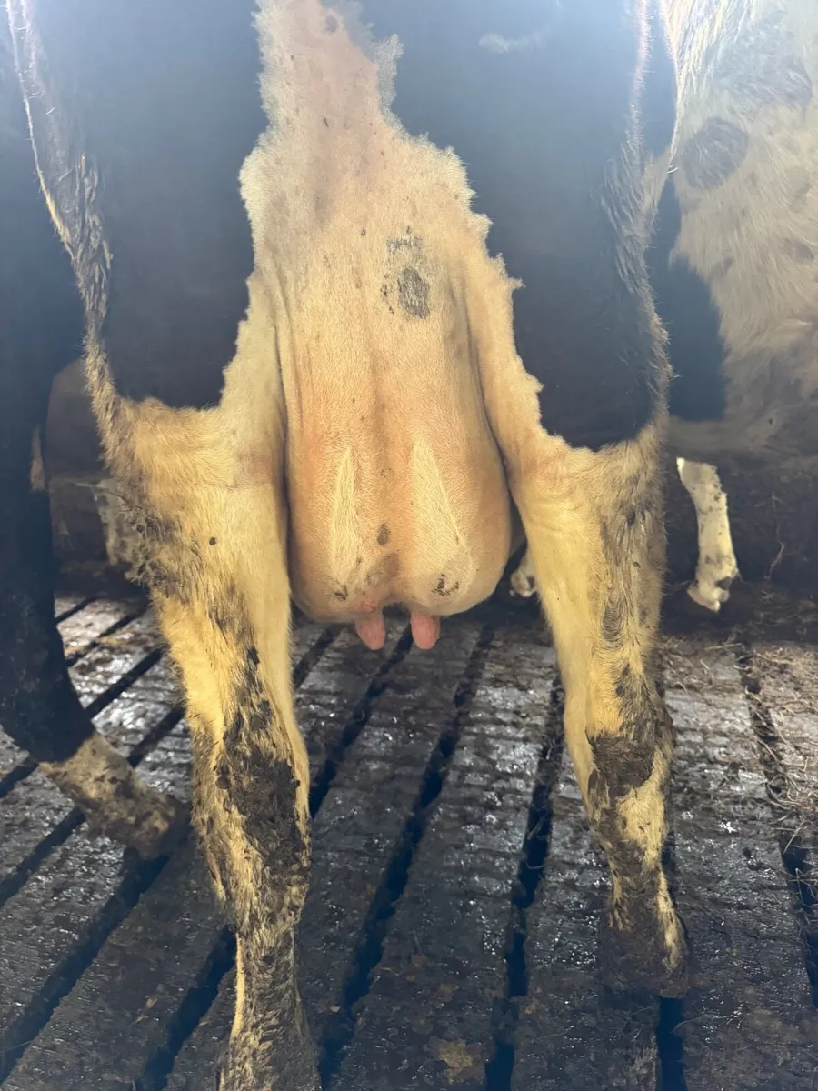 In calf Dairy cows - Image 2