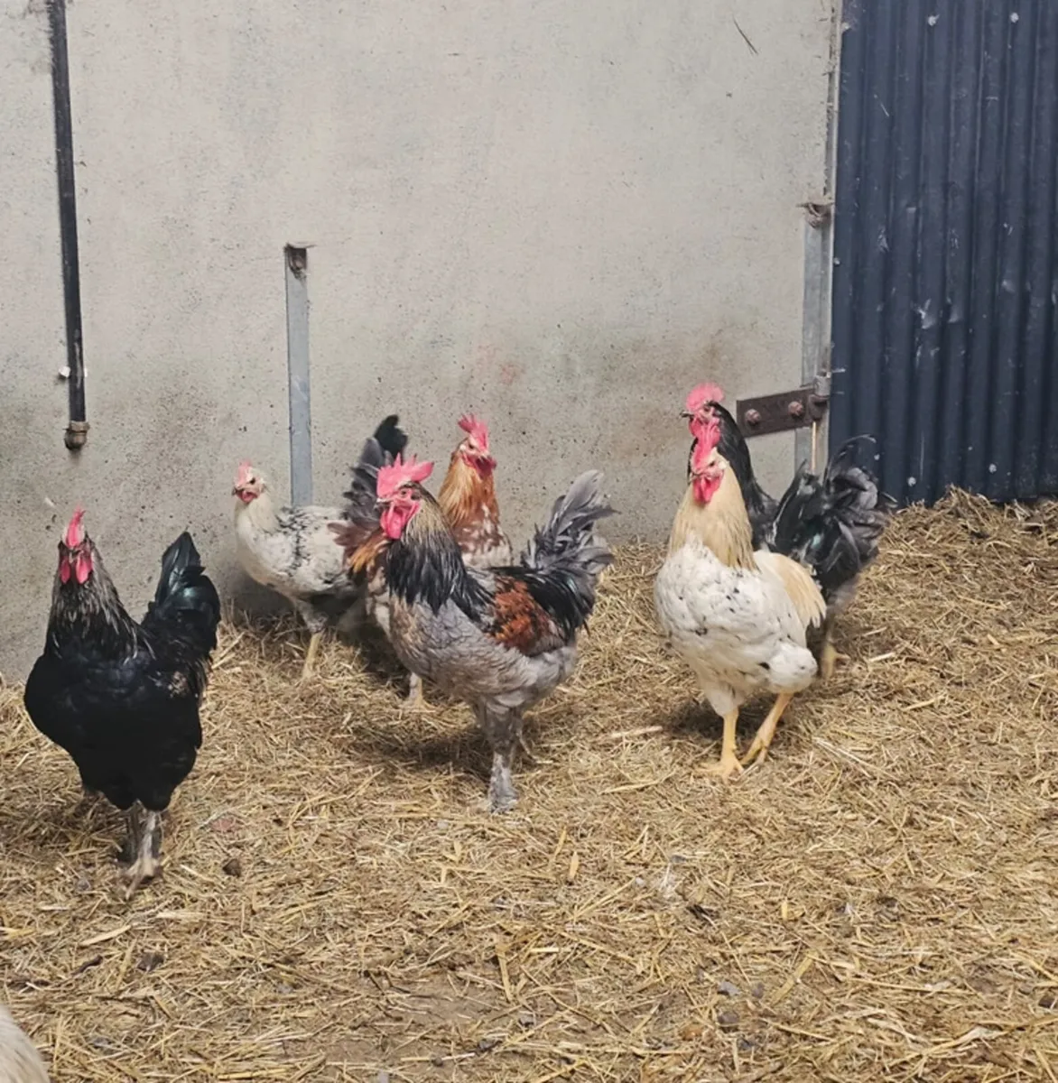 Roosters - Image 1