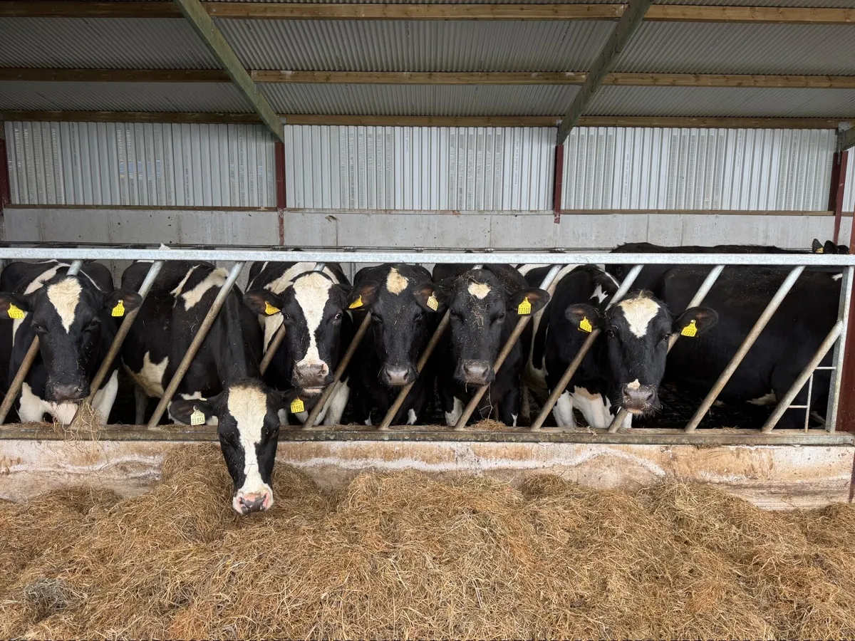 In calf Dairy cows - Image 1