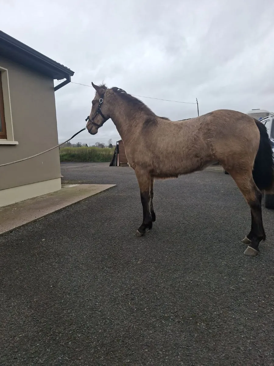 Connemara filly - Image 1