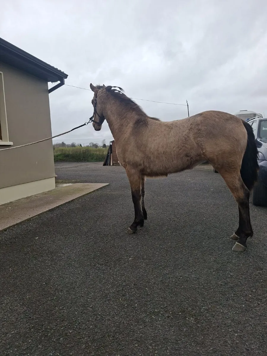 Connemara filly - Image 2