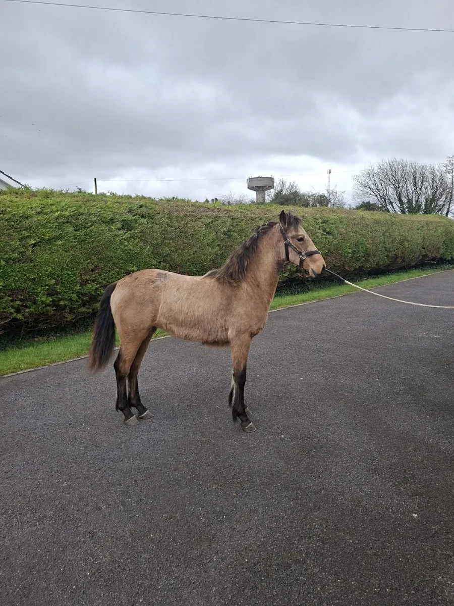 Connemara filly - Image 4