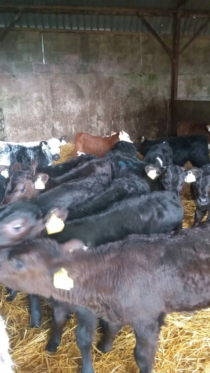 20 super hereford and angus bull calves - Image 1