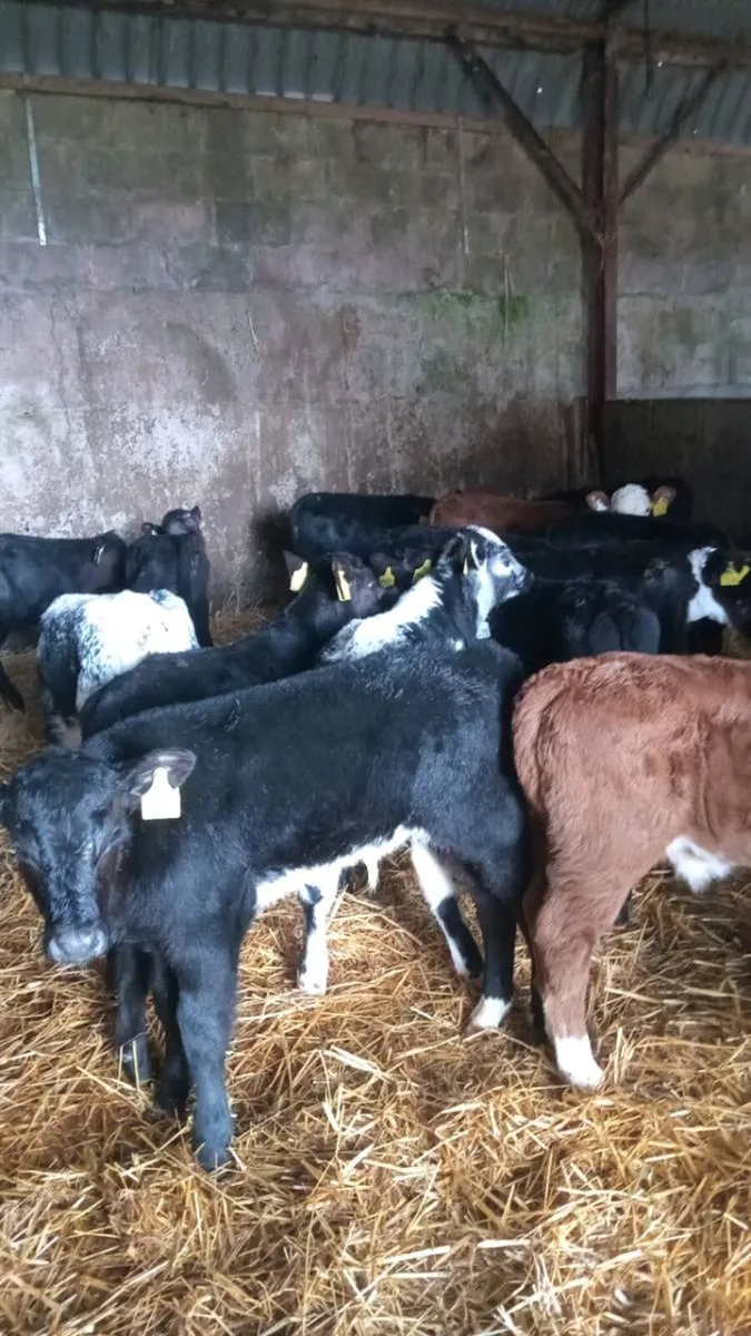20 super hereford and angus bull calves - Image 2