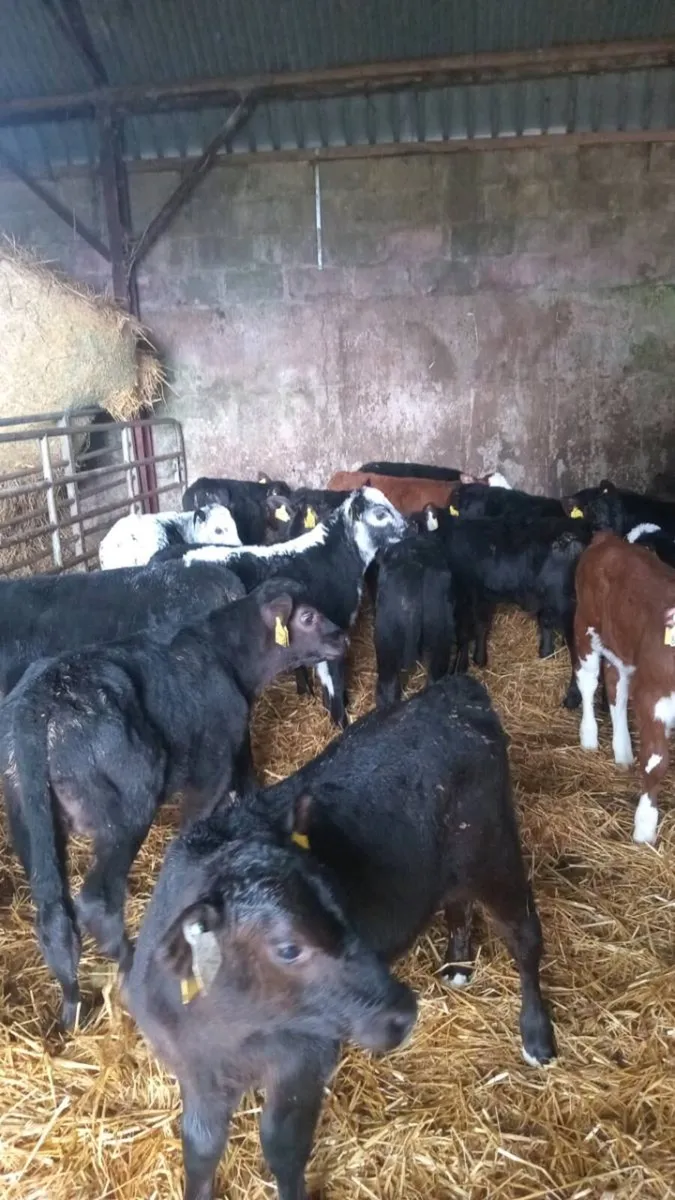 20 super hereford and angus bull calves - Image 3
