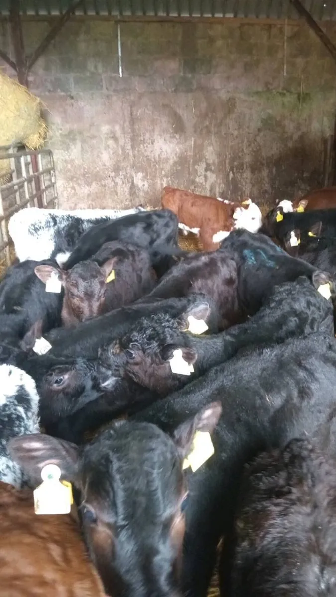 20 super hereford and angus bull calves - Image 4