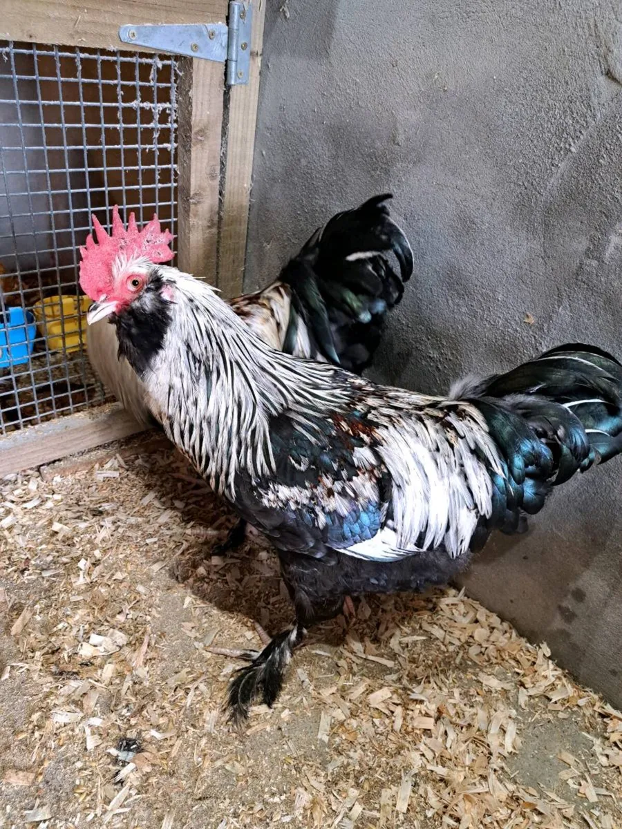 Salmon faverolles roosters - Image 1