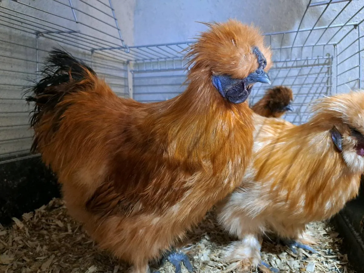 Salmon faverolles roosters - Image 2