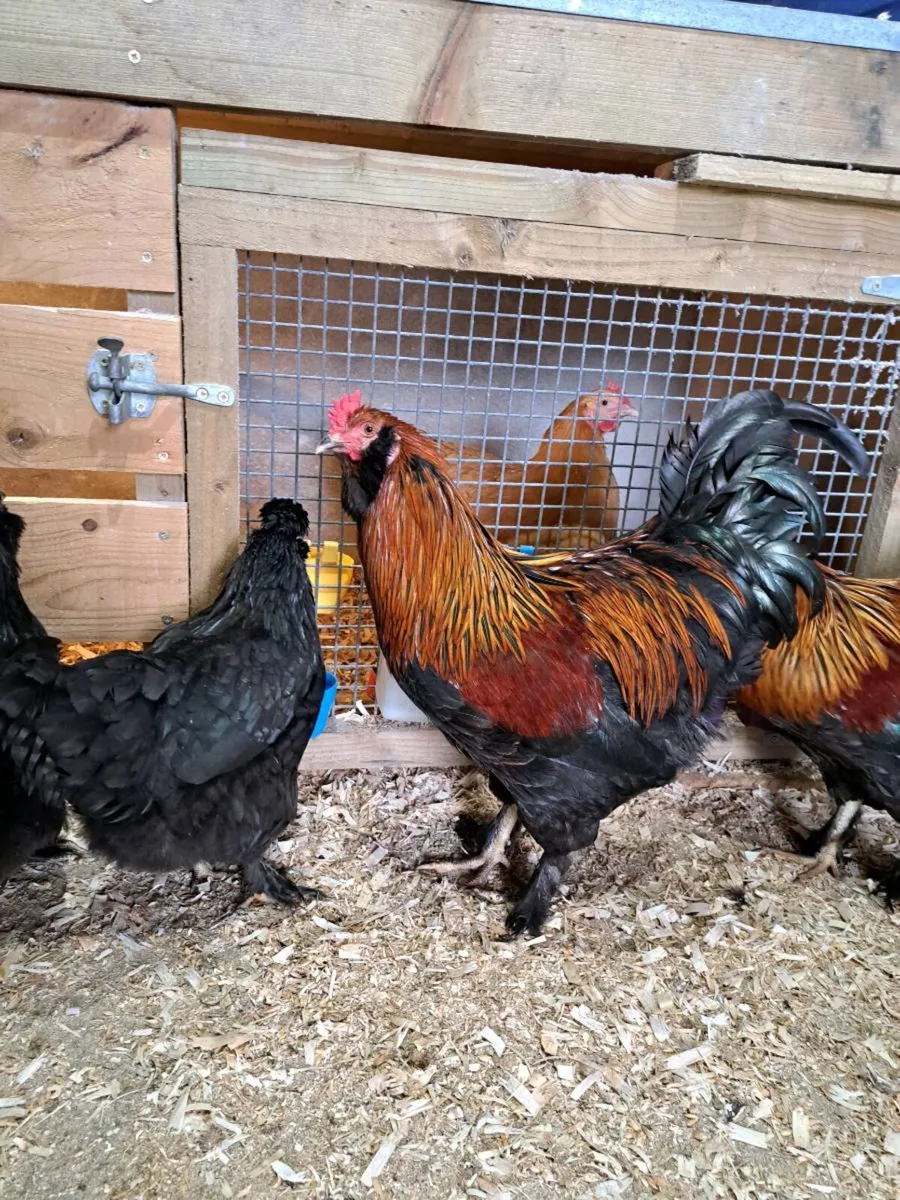 Salmon faverolles roosters - Image 3