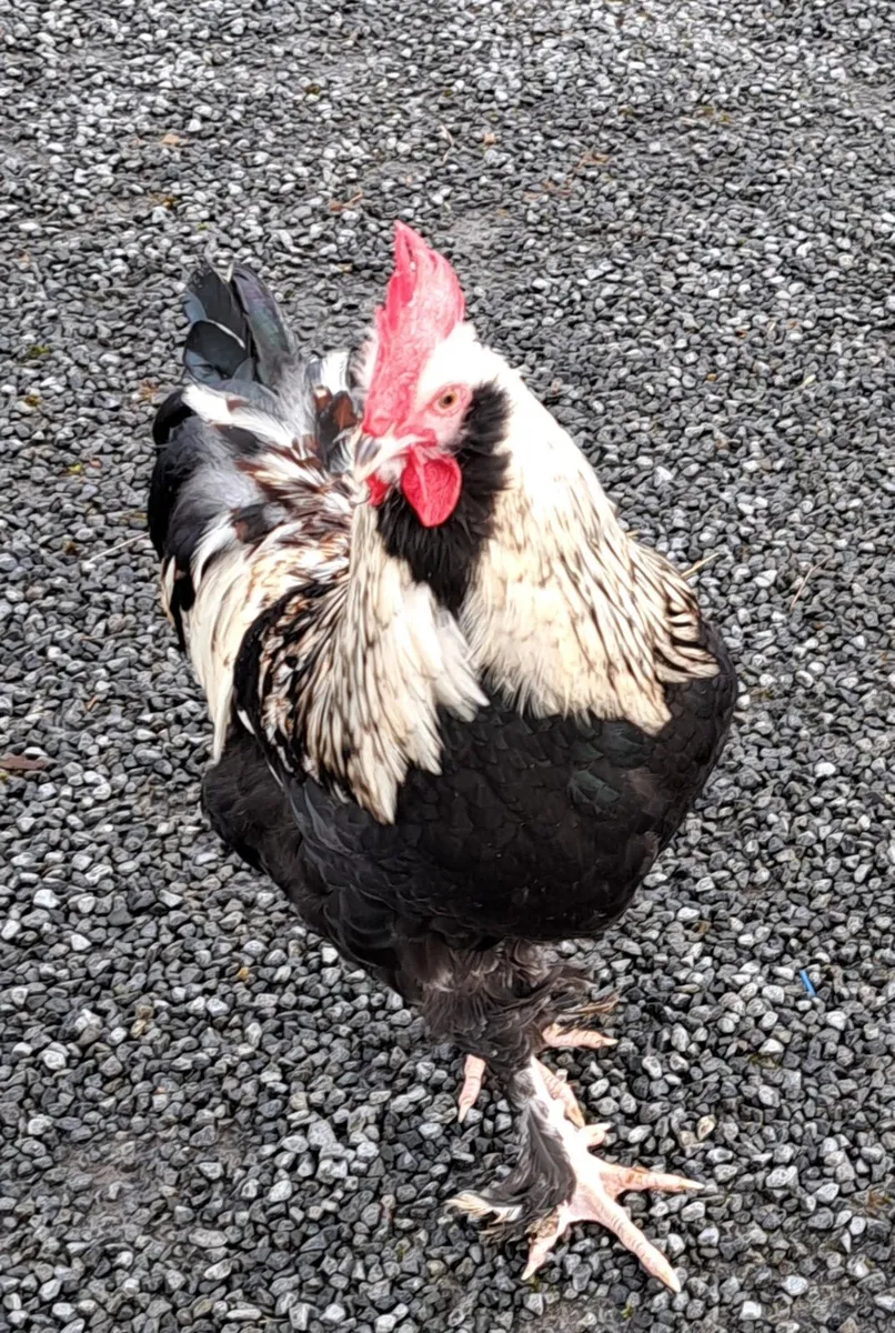 Salmon faverolles roosters - Image 4