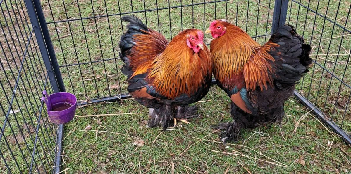 Bantam brahma rooster - Image 2