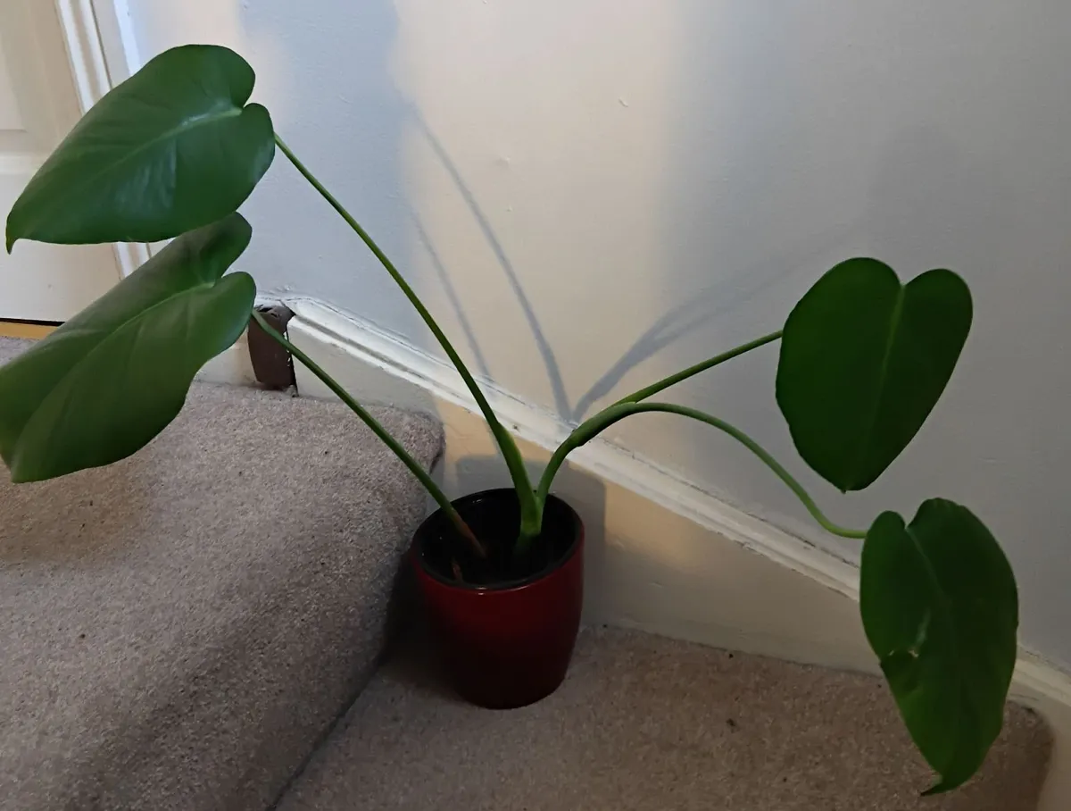 Monstera - Image 1