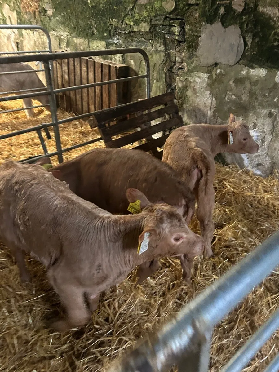 🌟3 Cracking Charlaois heifer calves 🌟 - Image 1