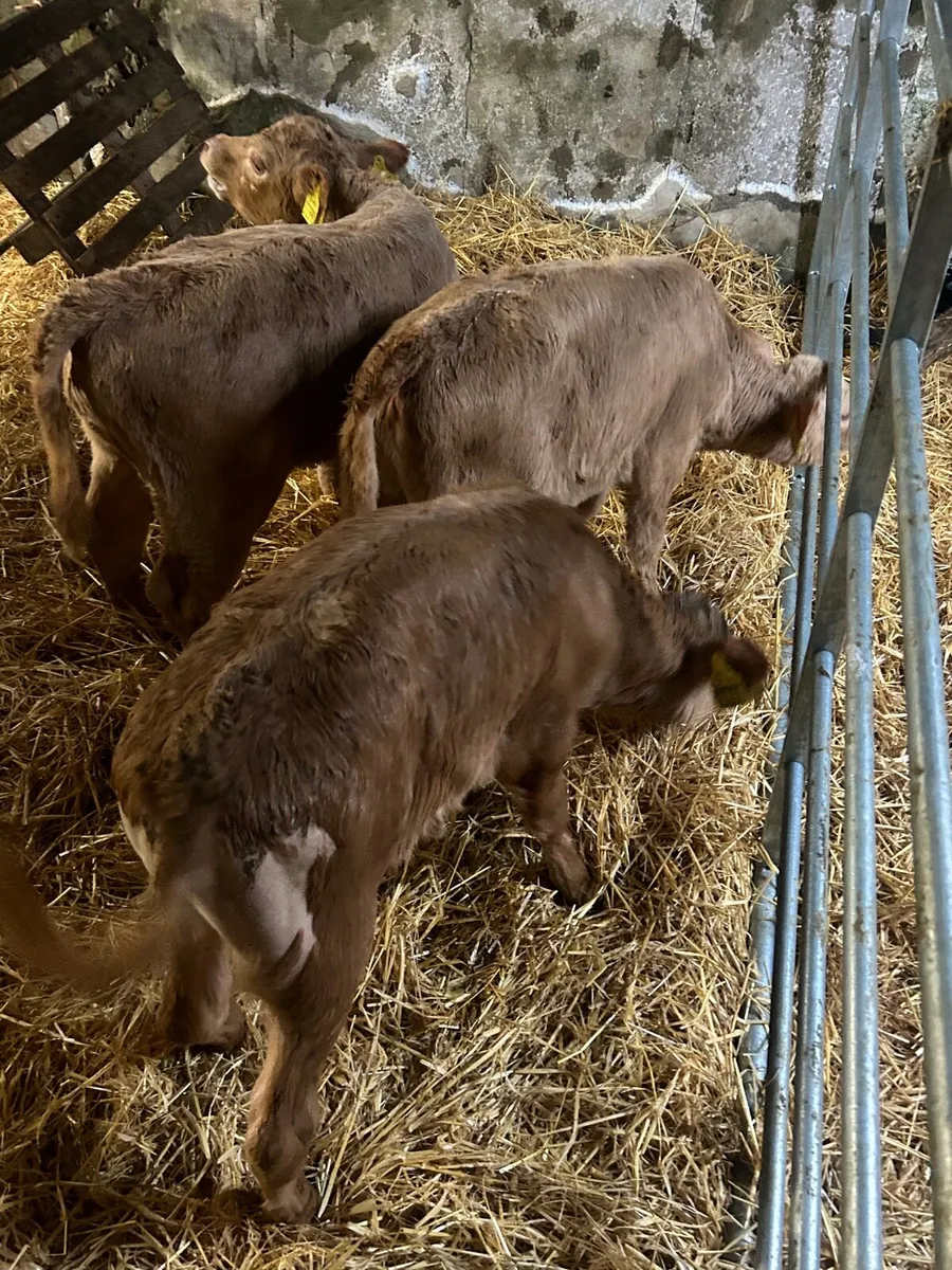 🌟3 Cracking Charlaois heifer calves 🌟 - Image 3
