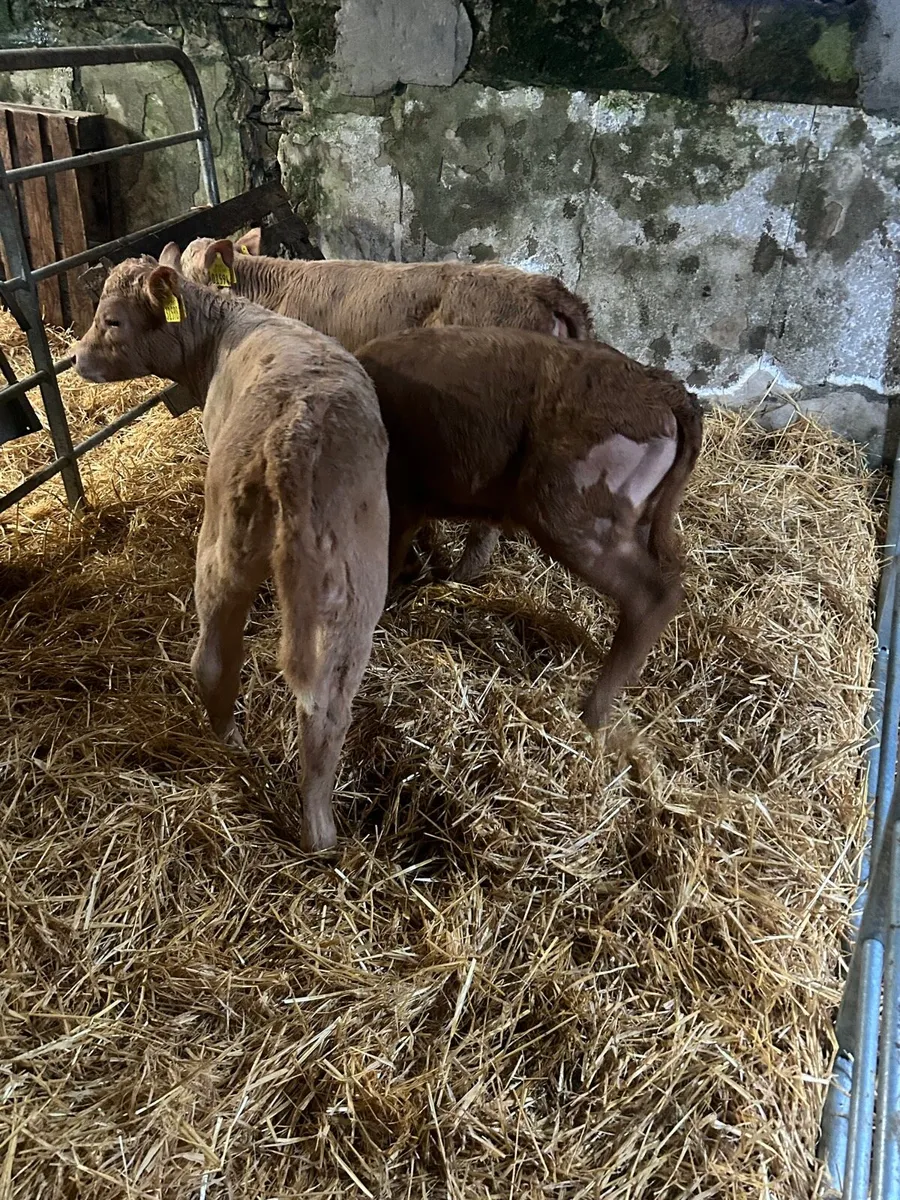 🌟3 Cracking Charlaois heifer calves 🌟 - Image 2