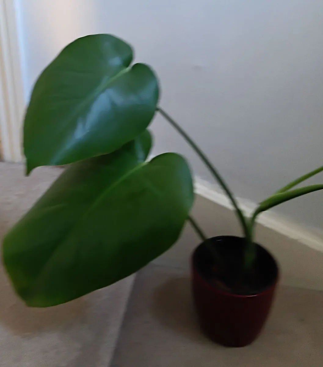 Monstera - Image 2