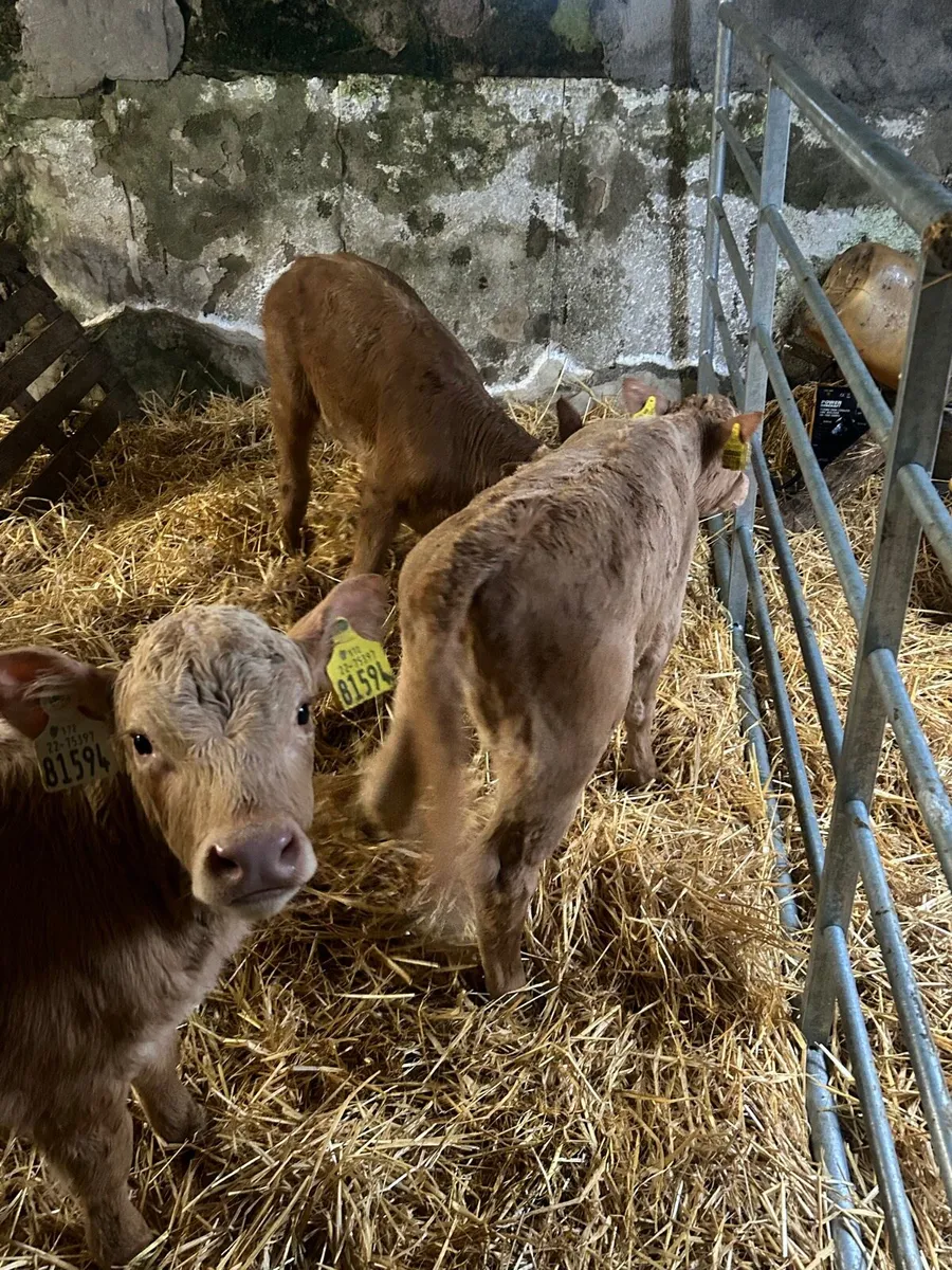 🌟3 Cracking Charlaois heifer calves 🌟 - Image 4