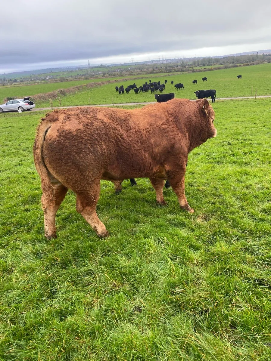 Limousine bull - Image 2