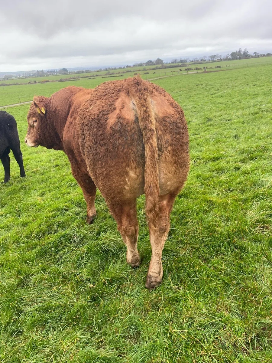 Limousine bull - Image 3