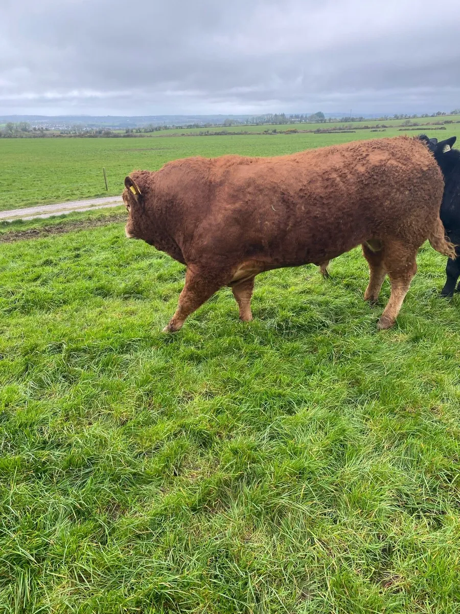 Limousine bull - Image 1