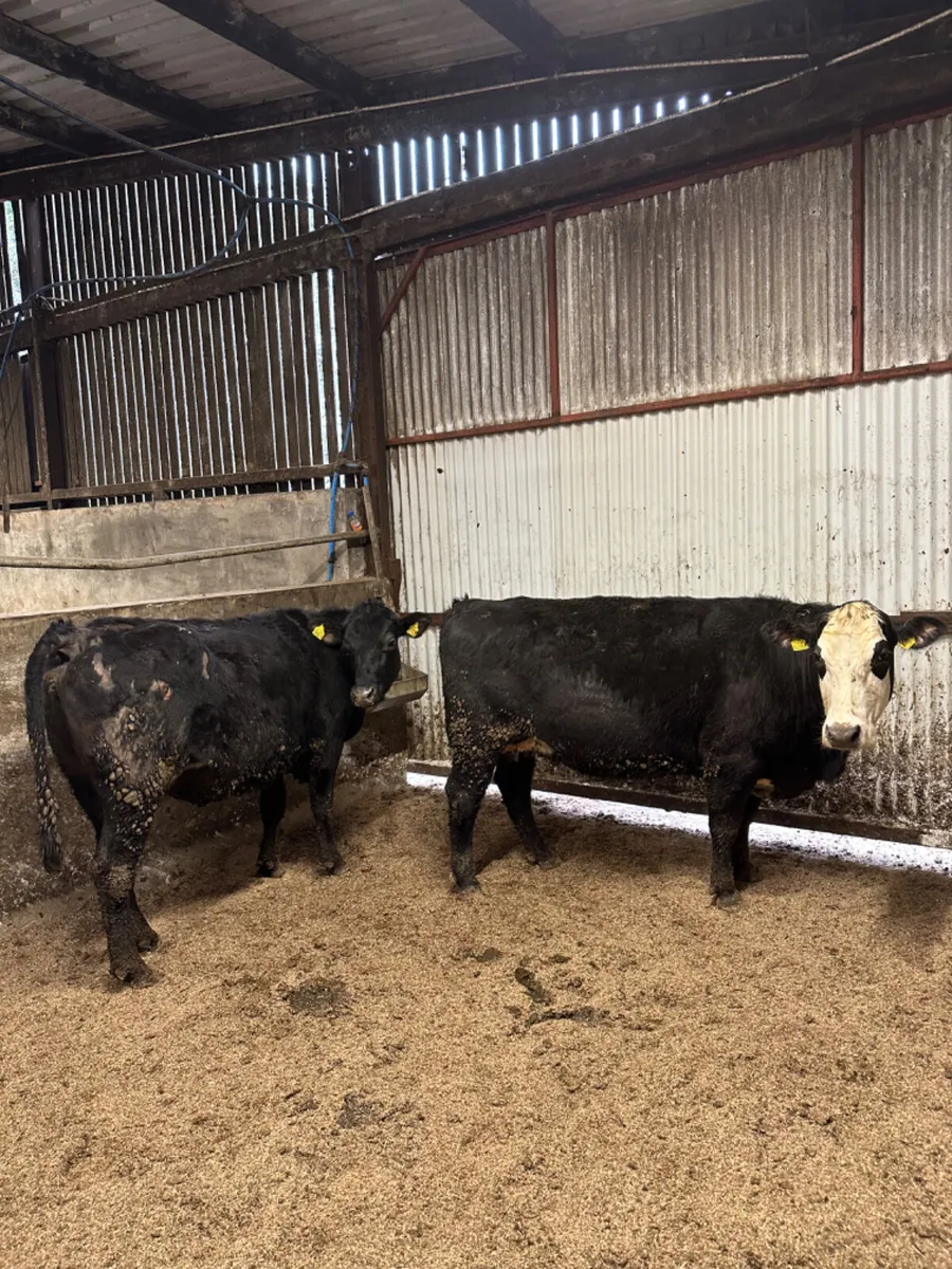 Angus springers - Image 2