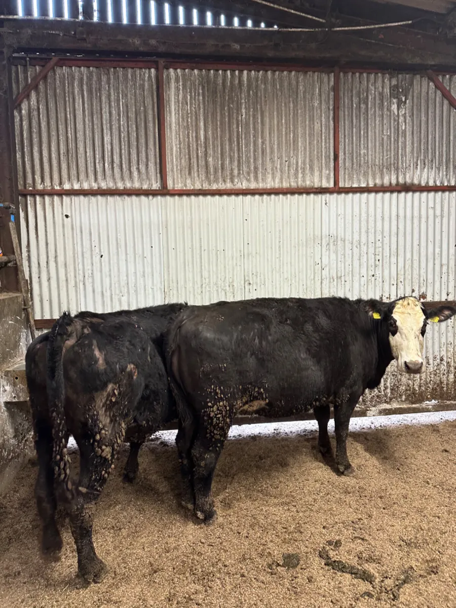 Angus springers - Image 3