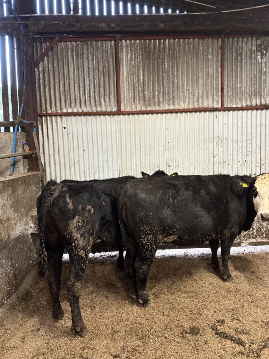 Angus springers - Image 4