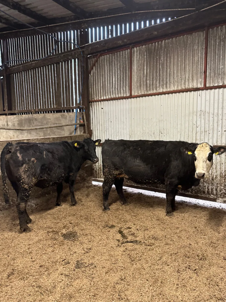 Angus springers - Image 1