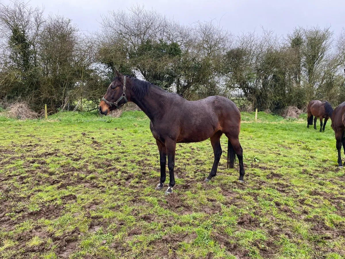 Mare for sale - Image 1