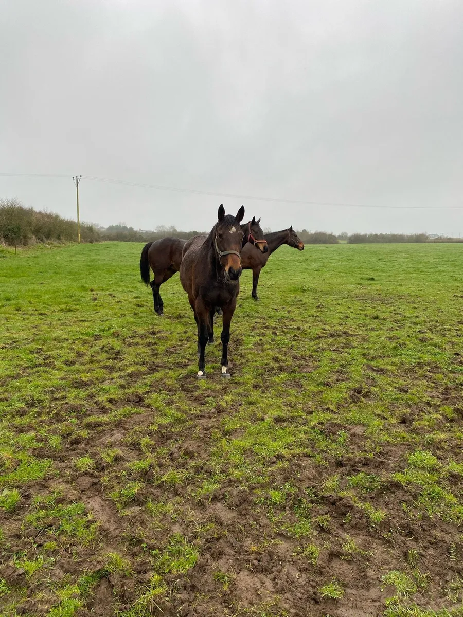 Mare for sale - Image 2