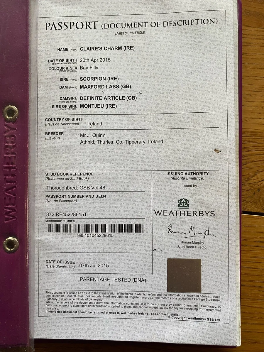 Mare for sale - Image 3