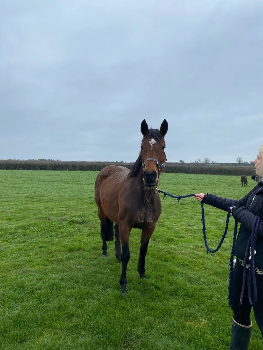 Mare for sale - Image 4